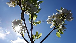 梨樹,同行,開花