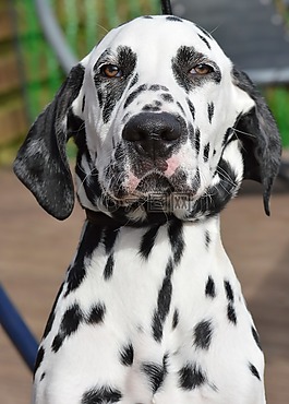 dalmatian,男,狗