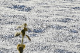 花園,植物,雪