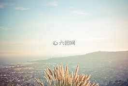 小麥,景觀,山