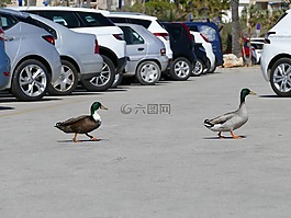 鴨,城市,鳥