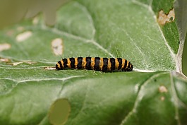 卡特彼勒,蝴蝶,昆蟲