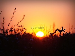黎明,太陽,植物