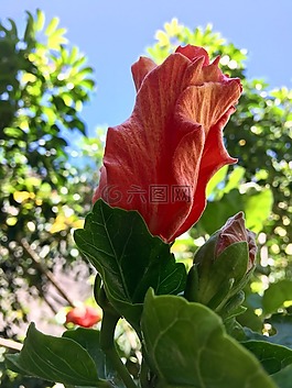 pimpollo,芙蓉橙色,花