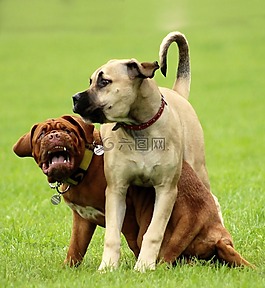 狗,波尔多,dogue