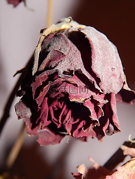 紅,玫瑰,干