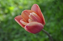 郁金香,花,schnittblume