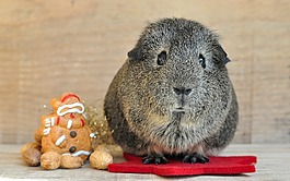 豚鼠,光滑的頭發(fā),lemonagouti