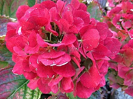 秋季,繡球花,碎花