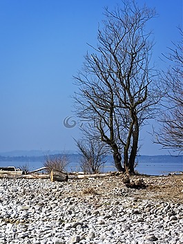樹(shù),銀行,海灘