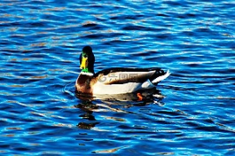 鳧,水,春
