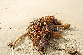 seetank,海岸,大西洋
