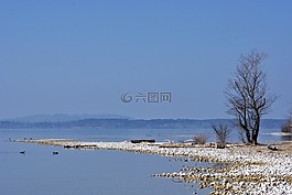 樹(shù),銀行,海灘