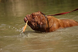 波尔多,dogue,狗
