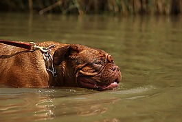 波尔多,dogue,狗