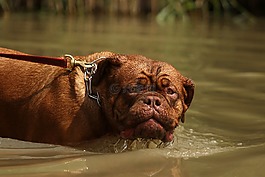 波尔多,dogue,狗
