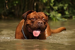 波尔多,dogue,狗