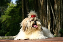shihtzu,宠物,小狗