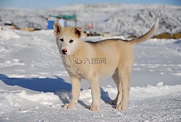 格陵兰的狗,狗,格陵兰岛