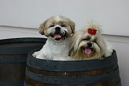 shihtzu,宠物,小狗