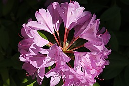 杜鵑,花,花瓣