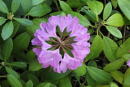 杜鵑,花,花瓣