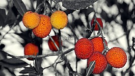 莓果,野生,紅果