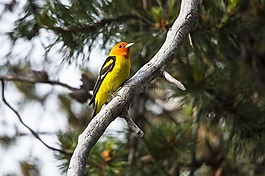 西部山雀,鳴鳥,肖像