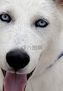狗,hundeportrait,舌