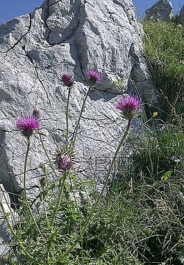 薊,mariendisteln,蔬菜