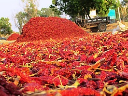 紅辣椒,智利辣椒,辣椒