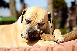 购买boerboel,狗,白