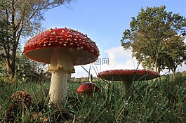 蘑菇,草地,秋天的心情