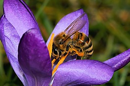 藏紅花,開(kāi)花,春天