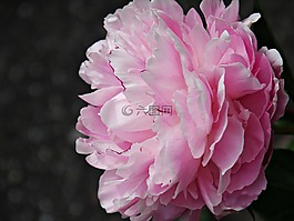 牡丹,花,植物群