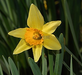 花,開花,水仙