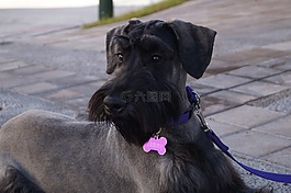 寵物,狗,優(yōu)雅