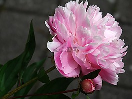 牡丹,花,植物群