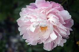 牡丹,花,植物群