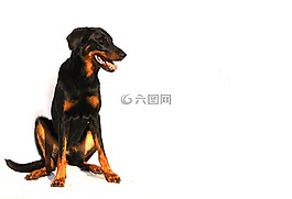 交易所beauceron,狗,白