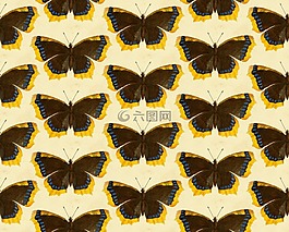 蝴蝶,昆蟲,動物