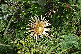 向日葵,死花,花