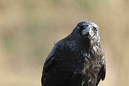 烏鴉,鳥,黑色