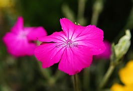 花,開花,紫