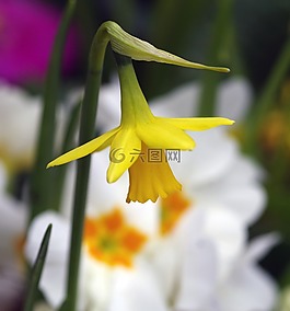 喇叭花,春,花