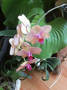蘭花,鮮花,自然