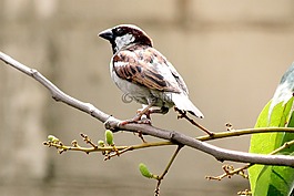 野生動物,自然,樹