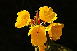 花,鮮花,黃色