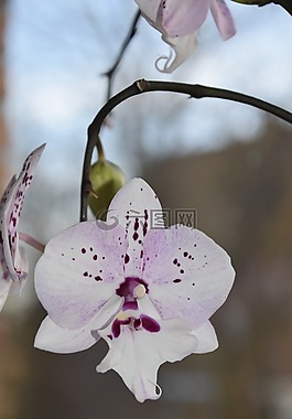 花,植物,性質(zhì)