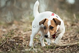 杰克,罗素,小猎犬